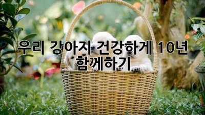 우리 강아지, 건강하게 10년 함께하기🐶